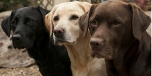 Labrador.jpg